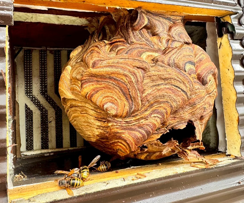 ハチによる害虫対策