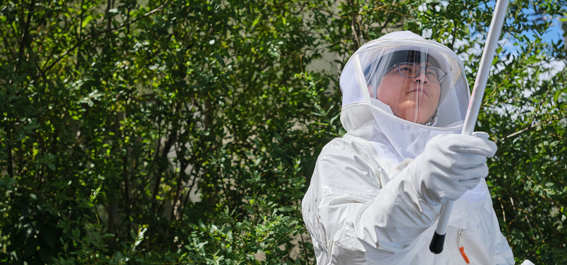 北海道のスズメバチ、徹底駆除
