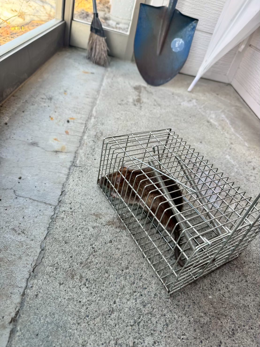 南区　K邸　ねずみの寝床捕獲罠設置の様子