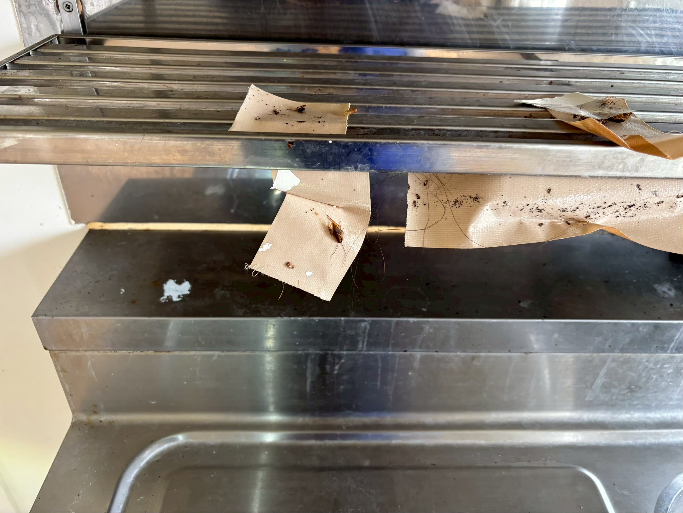 豊平区　アパートのゴキブリ駆除