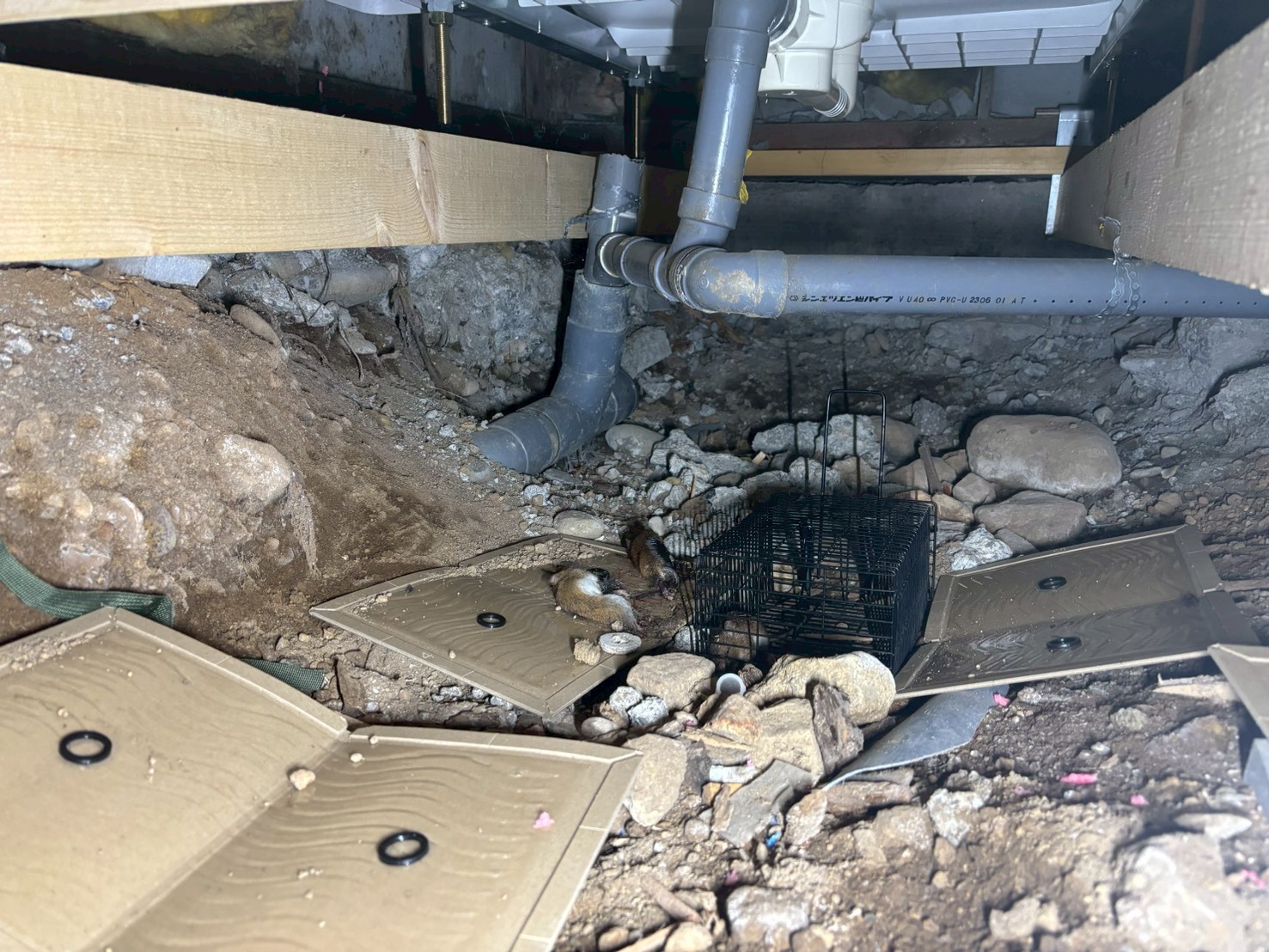 南区　N邸　ねずみ駆除