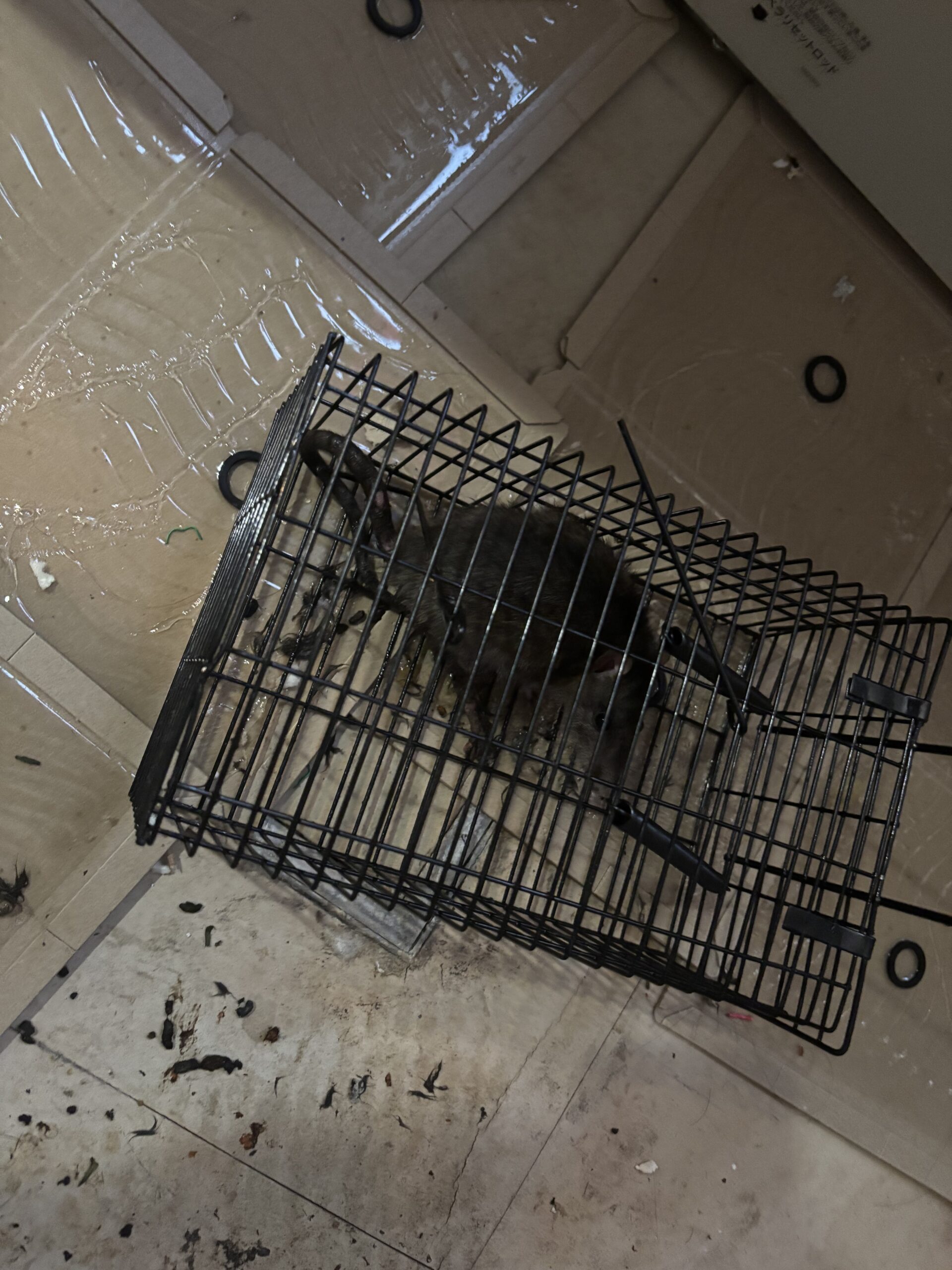 白石区　ねずみ駆除