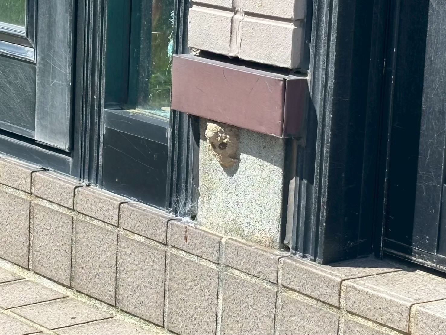 北広島市　H邸　ドロバチ駆除