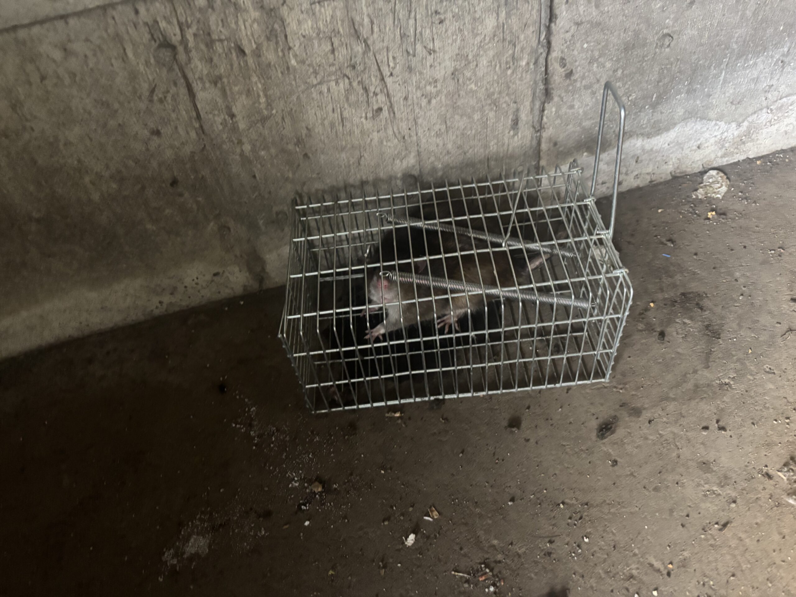 白石区 A邸 ねずみ駆除 白石区 A邸 ねずみ駆除