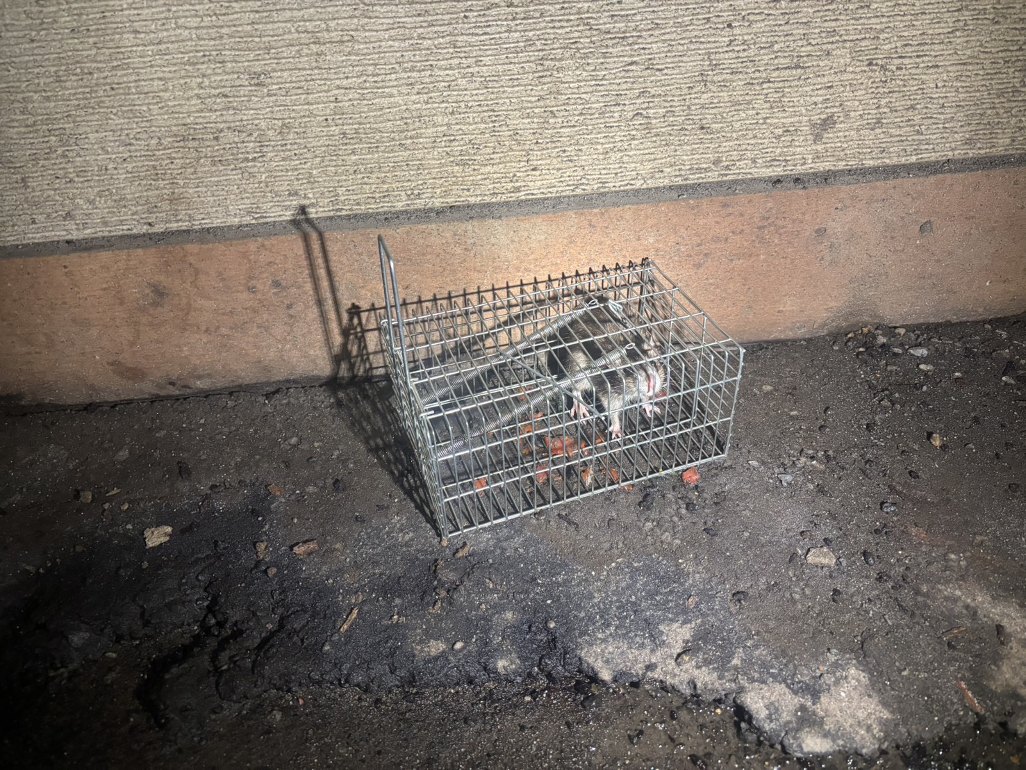 白石区　倉庫内のねずみ駆除