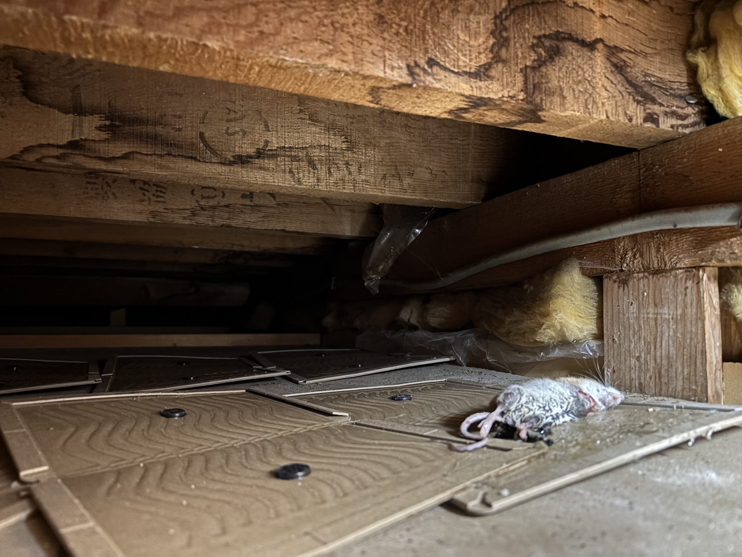 西区　M邸　ねずみ駆除