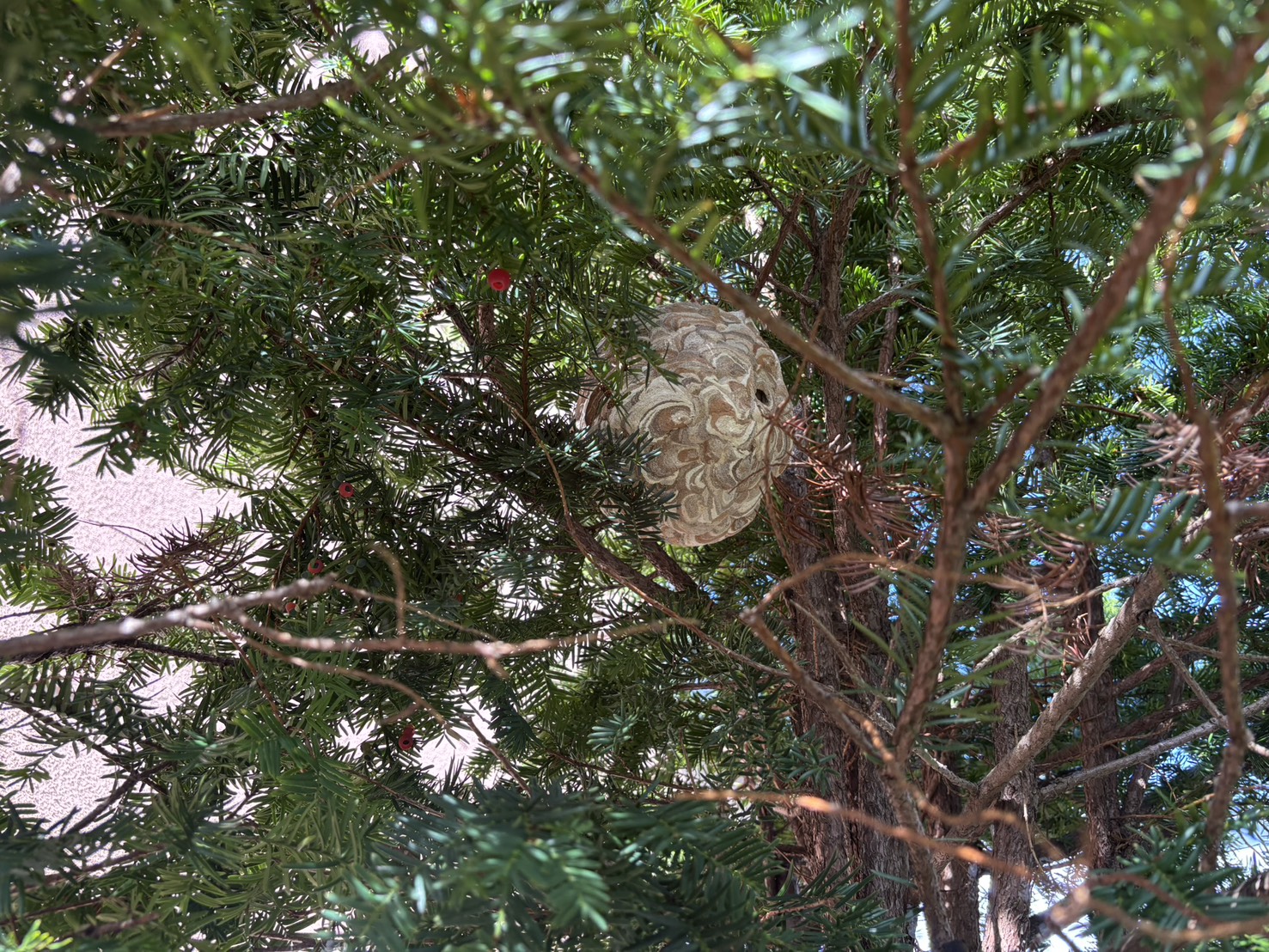 市外 E邸 蜂駆除 市外 E邸 蜂駆除